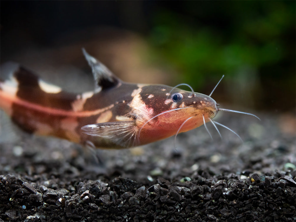 Asian Bumblebee Catfish (Pseudomystus siamensis)