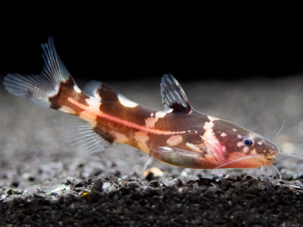 Asian Bumblebee Catfish (Pseudomystus siamensis)