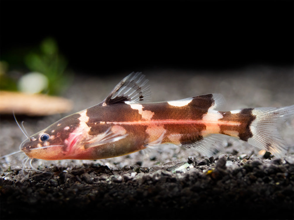 Asian Bumblebee Catfish (Pseudomystus siamensis)