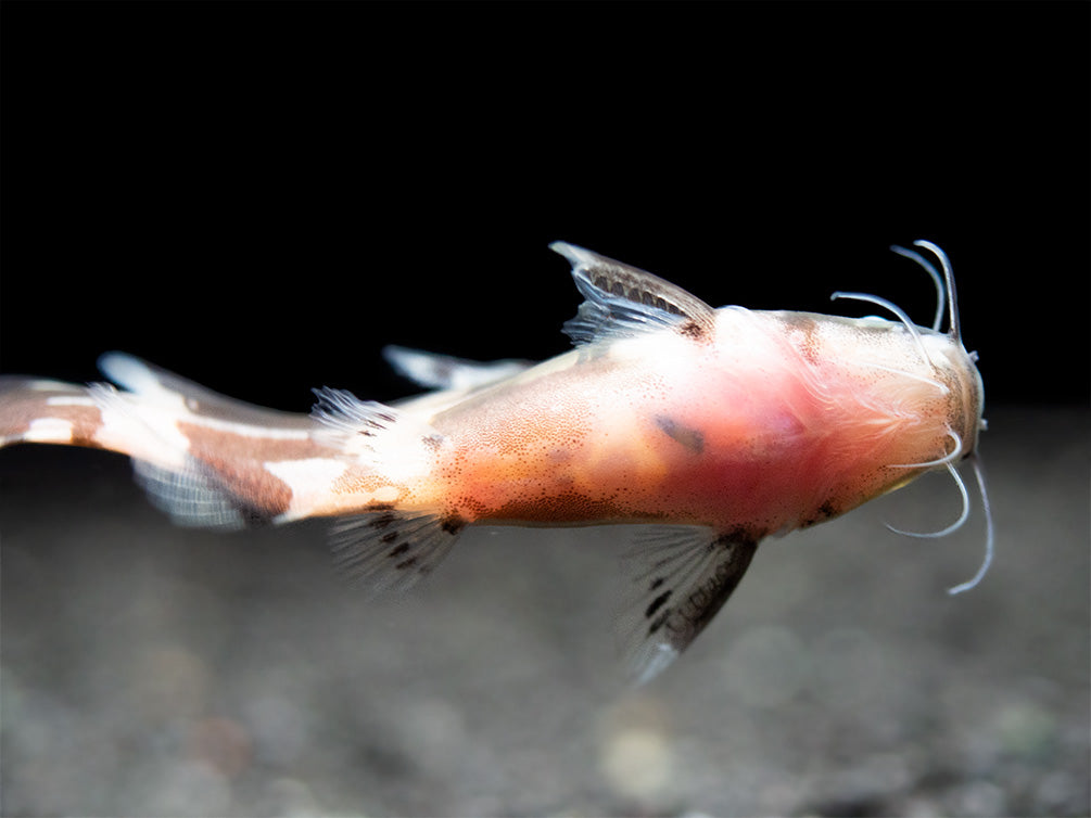 Asian Bumblebee Catfish (Pseudomystus siamensis)