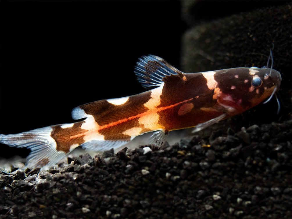 Asian Bumblebee Catfish Fish