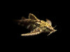Asian Stone Mini Catfish AKA Anchor Catfish (Hara jerdoni)
