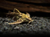 Asian Stone Mini Catfish AKA Anchor Catfish (Hara jerdoni)
