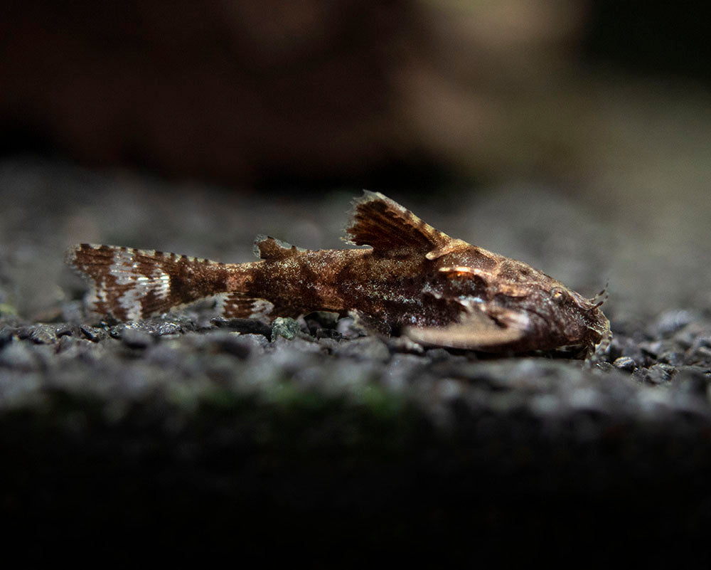 Asian Stone Mini Catfish (Hara jerdoni) - Aquatic Arts