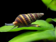 assassin snail on a freshwater plant