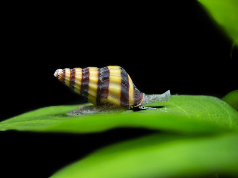 Black AKA Mahogany Trumpet Snail (Melanoides maculata)