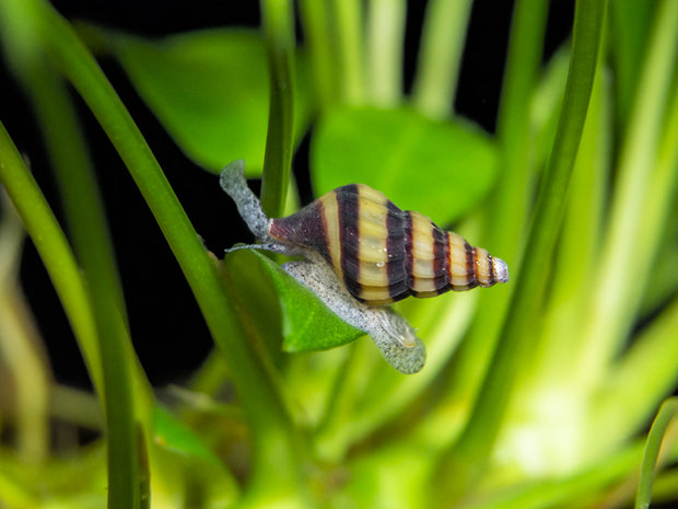 assassin snail on a leaf 