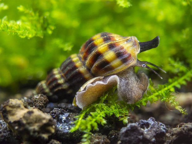 assassin snail  climbing in freshwater aquarium