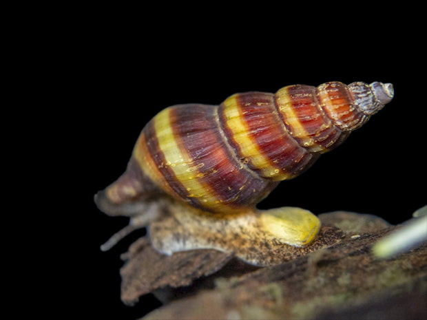 assassin snail on driftwood in freshwater aquarium