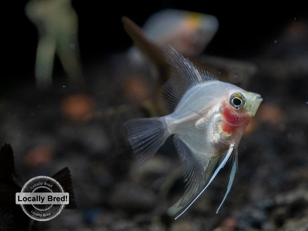 Assorted Fancy Angelfish Assorted Angelfish (Pterophyllum scalare) Locally Bred! - Aquatic Arts ...