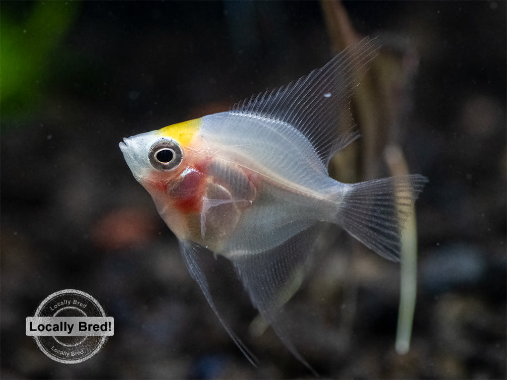 Assorted Fancy Angelfish Assorted Angelfish (Pterophyllum scalare) Locally Bred! - Aquatic Arts ...