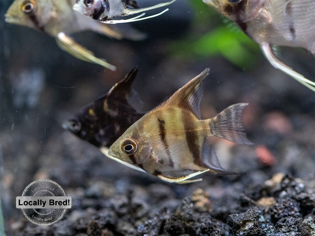 Assorted Angelfish (Pterophyllum scalare) - Locally Bred!