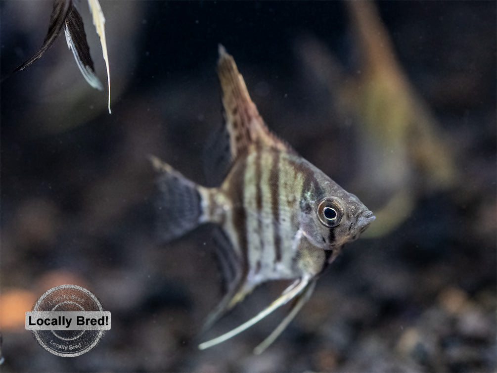 Assorted Angelfish (Pterophyllum scalare) - Locally Bred!