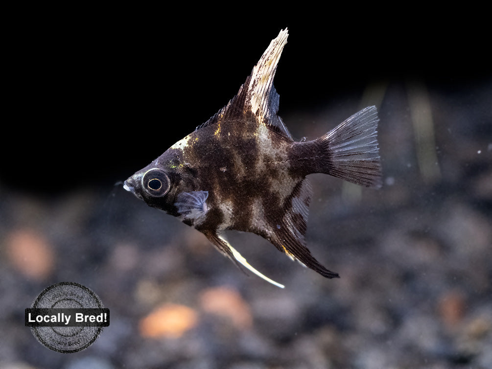 Assorted Angelfish (Pterophyllum scalare) - Locally Bred!