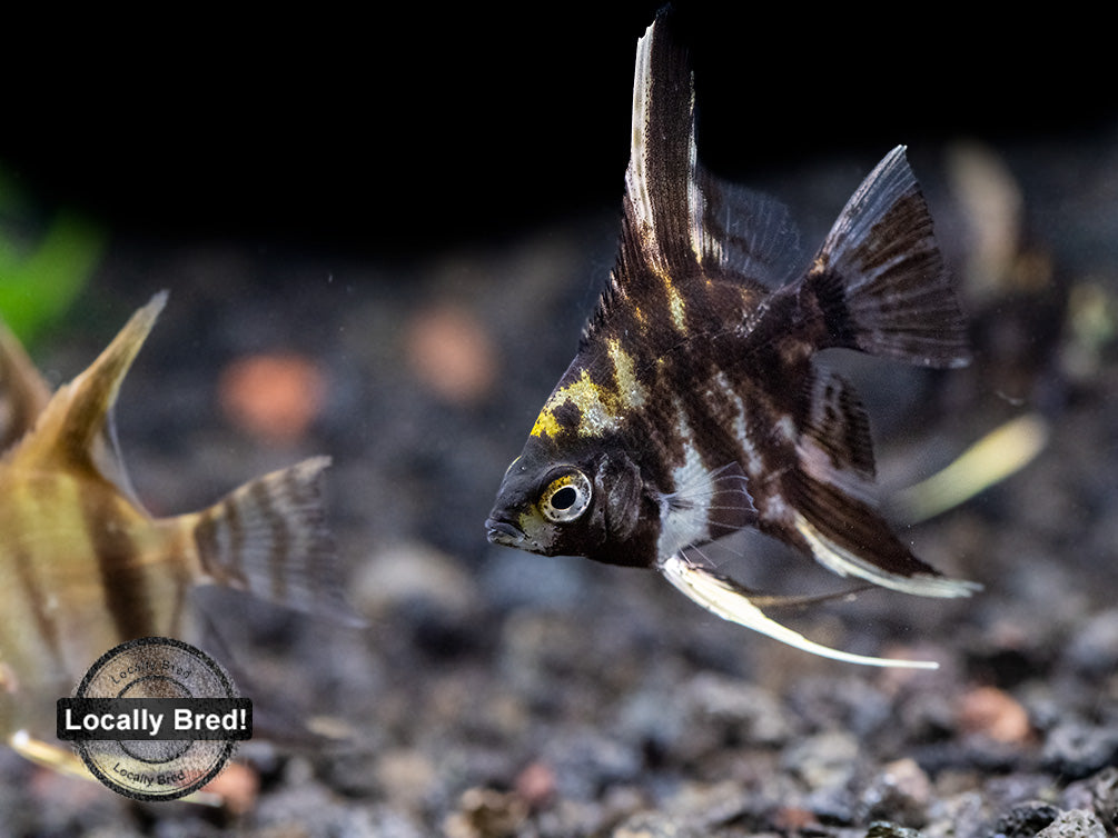 Assorted Angelfish (Pterophyllum scalare) - Locally Bred!