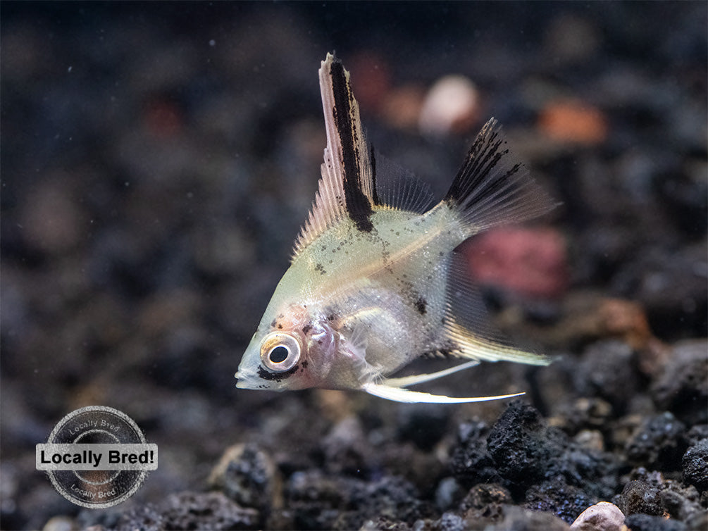 Assorted Angelfish (Pterophyllum scalare) - Locally Bred!