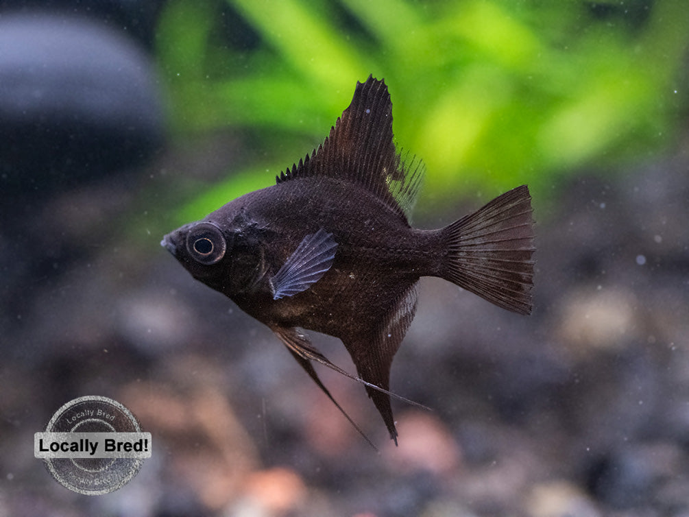 Assorted Angelfish (Pterophyllum scalare) - Locally Bred!