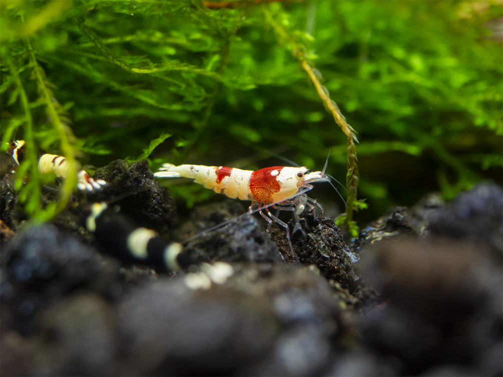 Assorted Caridina Shrimp (Caridina sp.), Tank-Bred