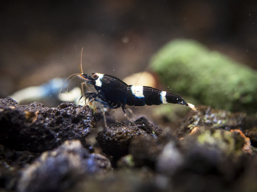 Assorted Caridina Shrimp (Caridina sp.), Tank-Bred