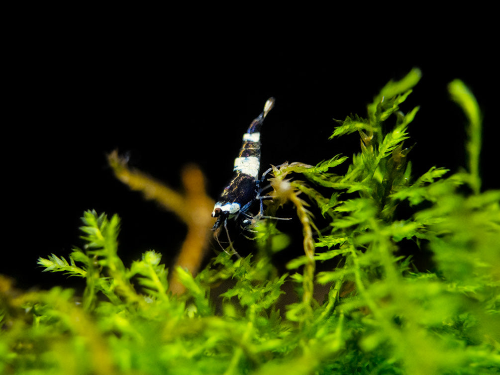 Assorted Caridina Shrimp (Caridina sp.), Tank-Bred