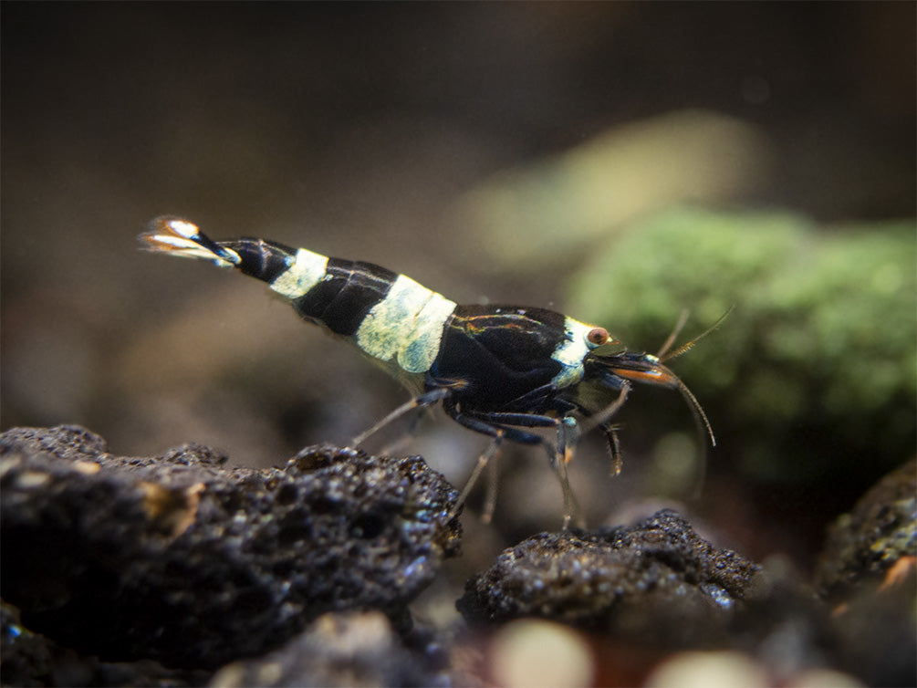 Assorted Caridina Shrimp (Caridina sp.), Tank-Bred