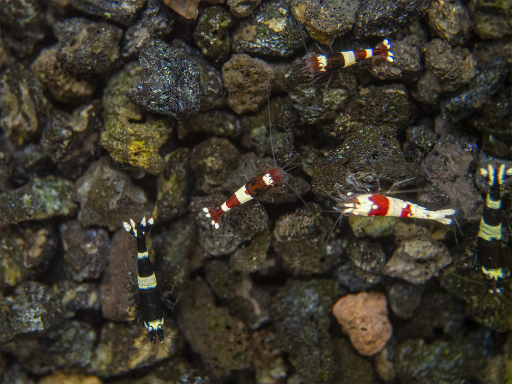 Assorted Caridina Shrimp (Caridina sp.), Tank-Bred