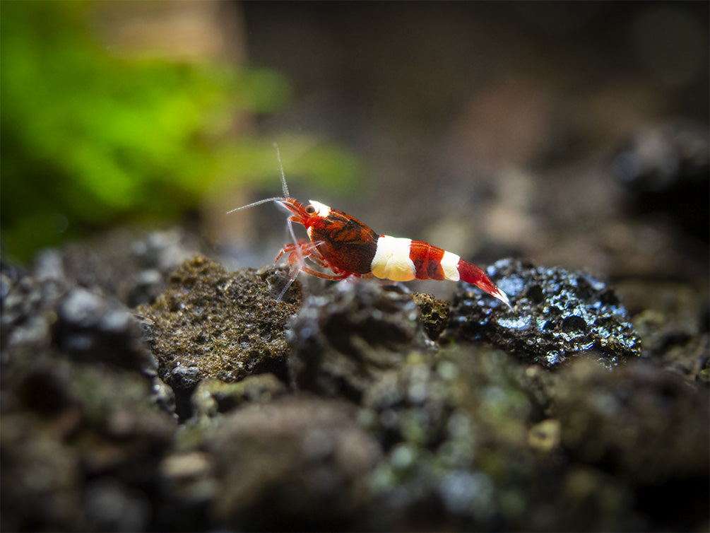 Assorted Caridina Shrimp (Caridina sp.), Tank-Bred