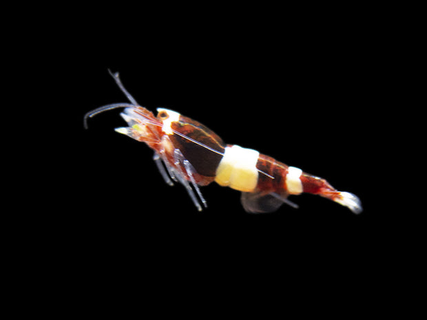 Assorted Caridina Shrimp (Caridina sp.), Tank-Bred
