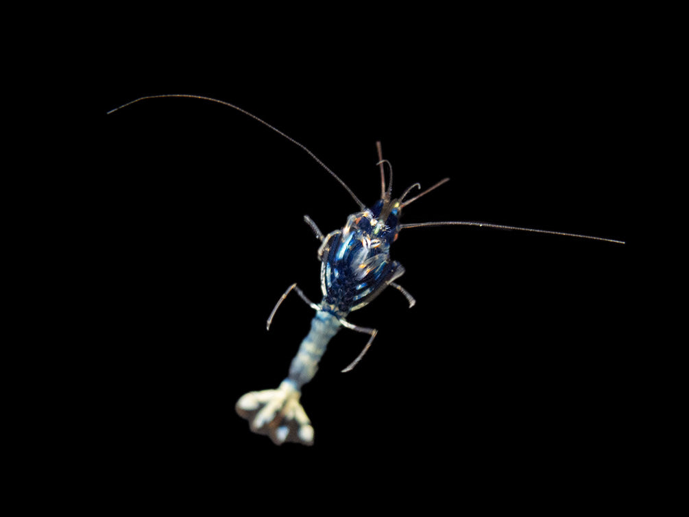 Assorted Caridina Shrimp (Caridina sp.), Tank-Bred