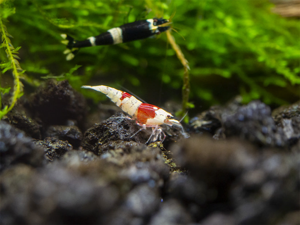 Assorted Caridina Shrimp (Caridina sp.), Tank-Bred