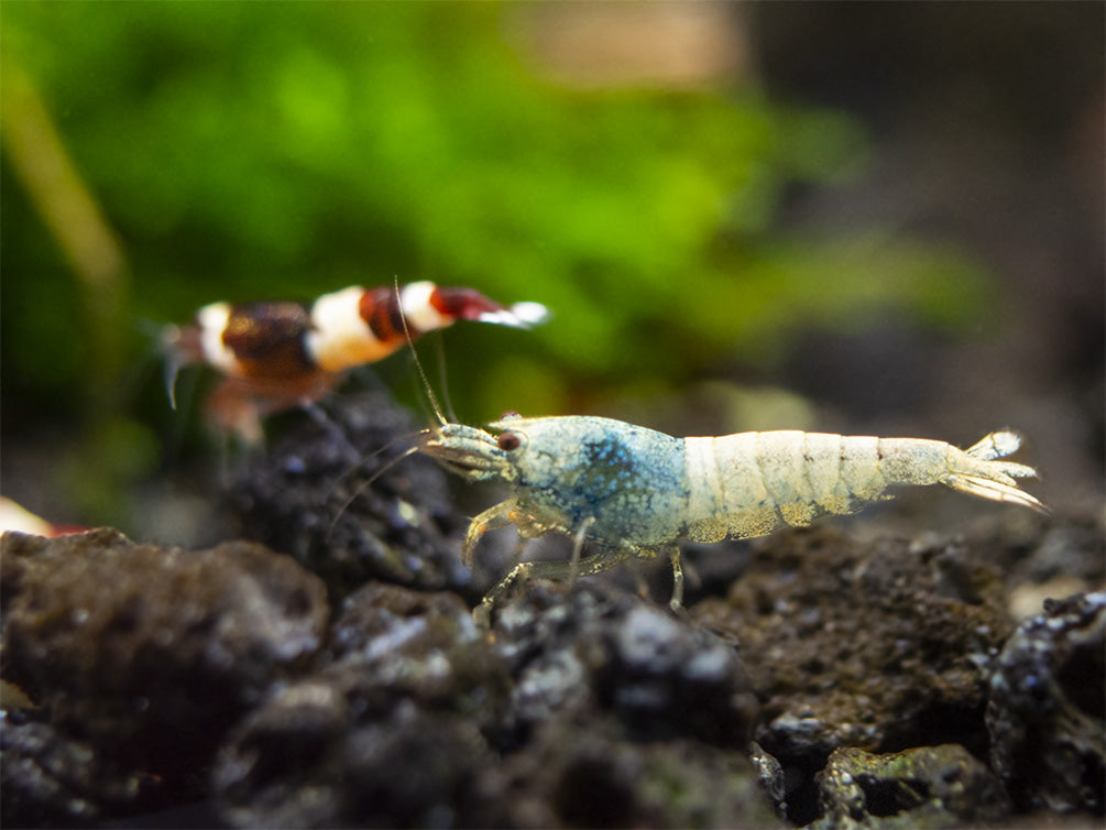 Assorted Caridina Shrimp (Caridina sp.), Tank-Bred