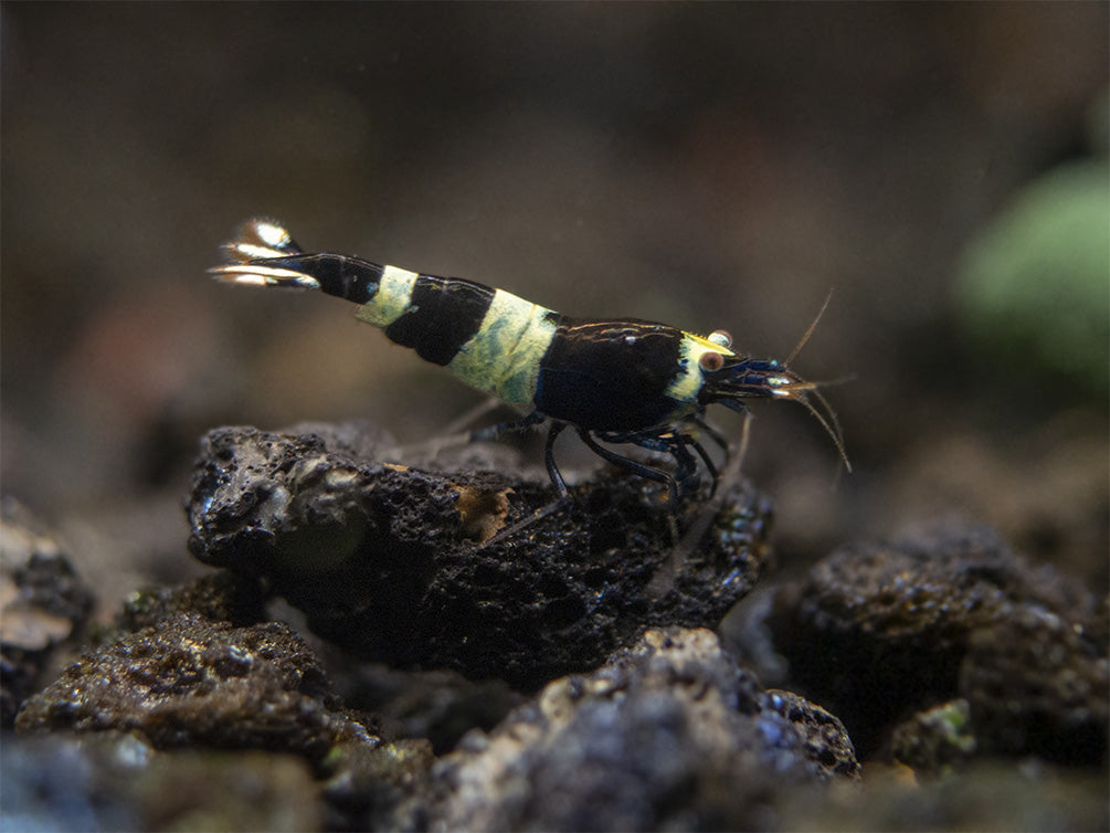 Assorted Caridina Shrimp (Caridina sp.), Tank-Bred