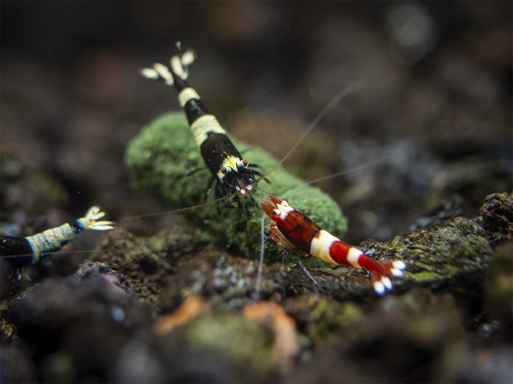 Assorted Caridina Shrimp (Caridina sp.), Tank-Bred