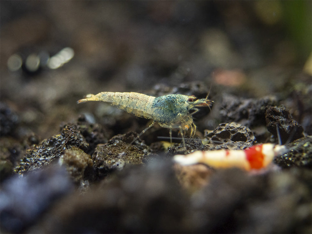 Assorted Caridina Shrimp (Caridina sp.), Tank-Bred
