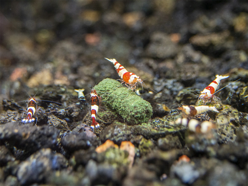 Assorted Caridina Shrimp (Caridina sp.), Tank-Bred