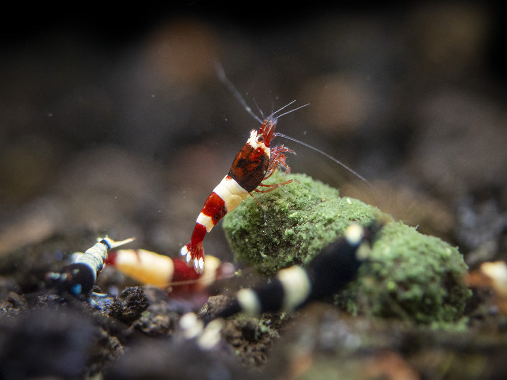 Assorted Caridina Shrimp (Caridina sp.), Tank-Bred