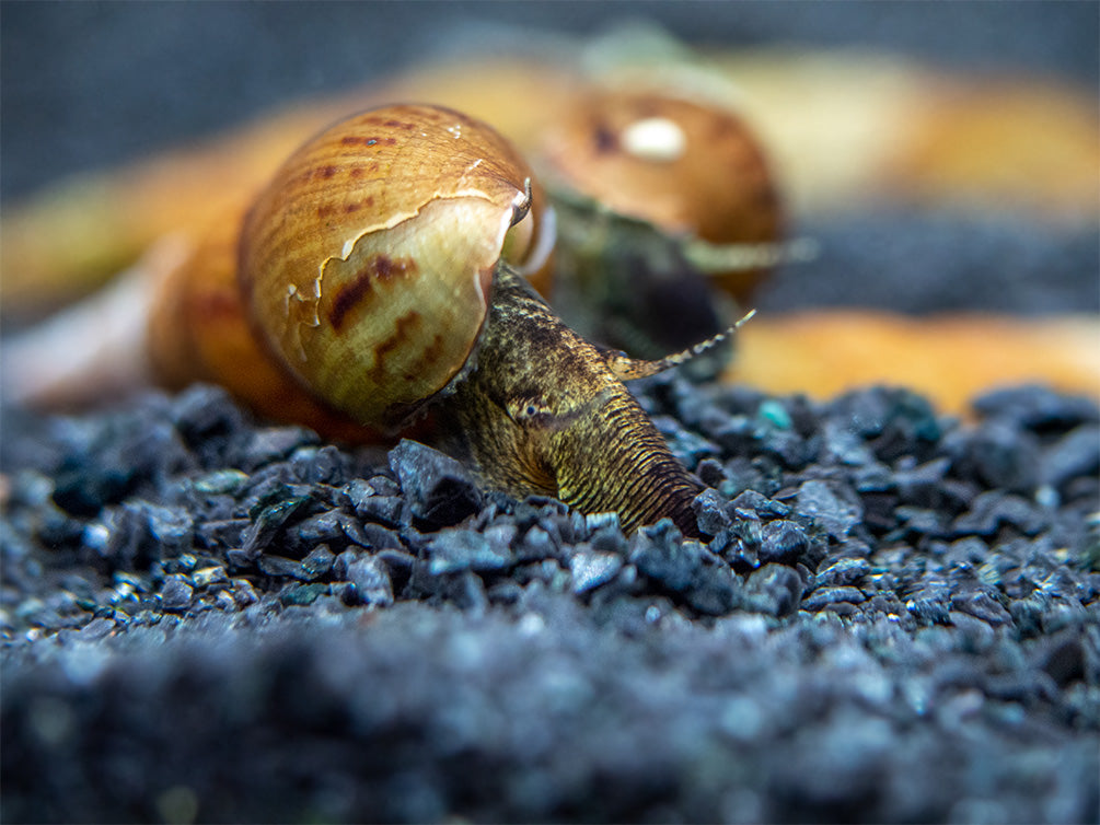 Assorted Chopstick Snail (Stenomelania sp.)