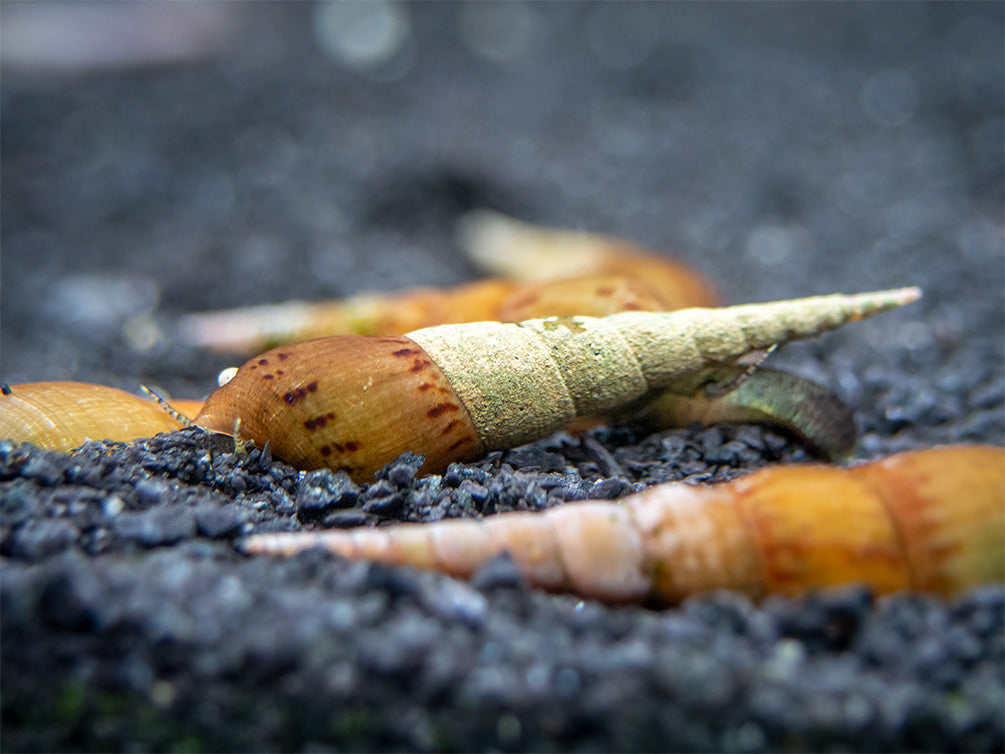 Assorted Chopstick Snail (Stenomelania sp.) - Aquatic Arts on sale ...