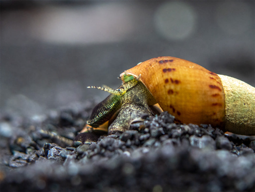 Assorted Chopstick Snail (Stenomelania sp.)