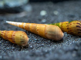 Assorted Chopstick Snail (Stenomelania sp.)