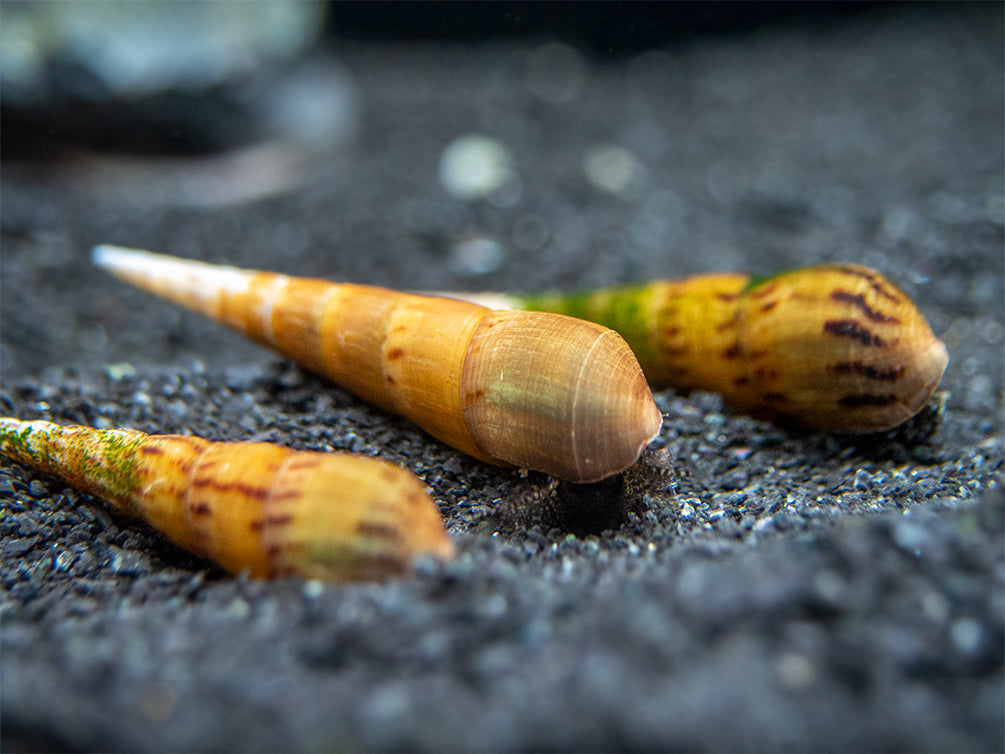 Assorted Chopstick Snail (Stenomelania sp.)