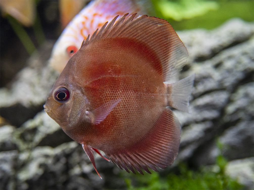 Dealer's Choice Discus (Symphysodon aequifasciatus), Tank-Bred
