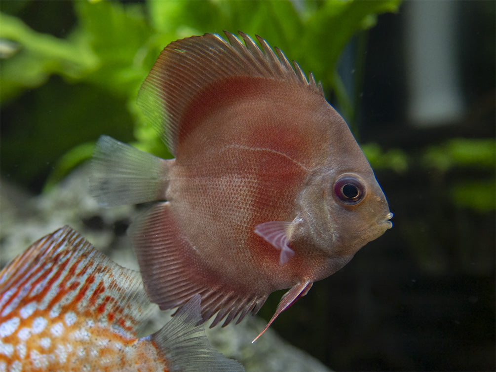 Dealer's Choice Discus (Symphysodon aequifasciatus), Tank-Bred