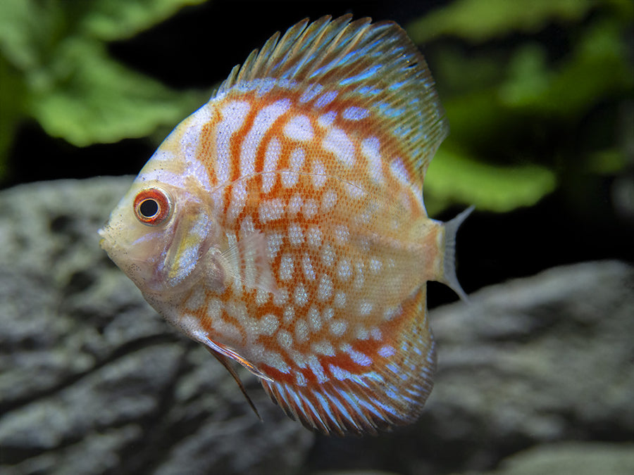 Assorted Discus (Symphysodon aequifasciatus), Tank-Bred - Aquatic Arts