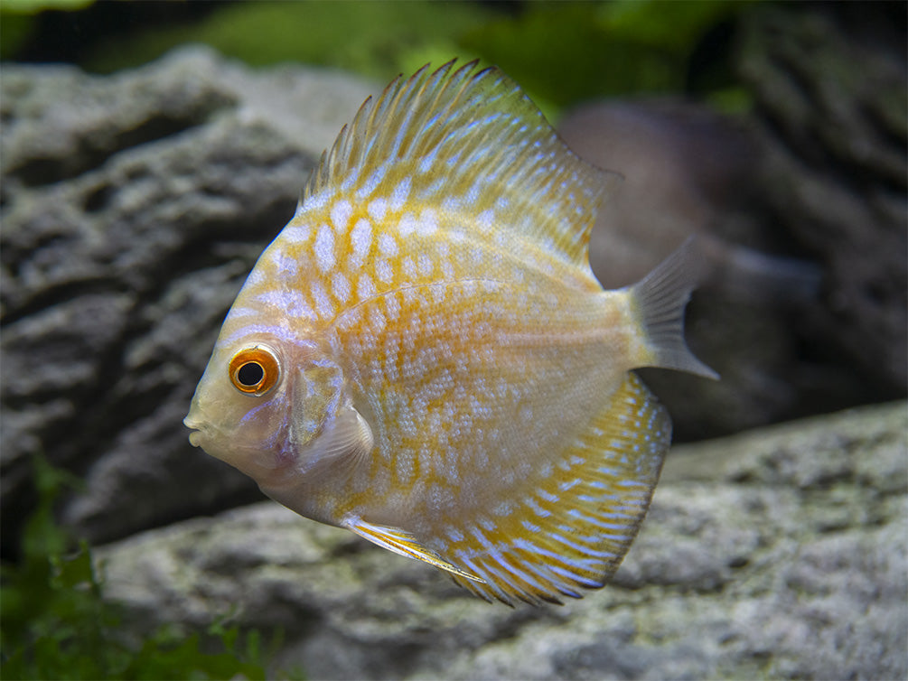 Dealer's Choice Discus (Symphysodon aequifasciatus), Tank-Bred
