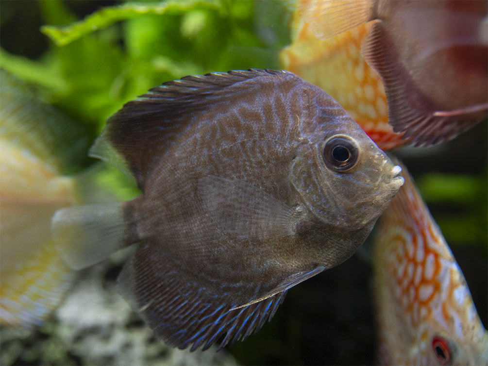 Assorted Discus (Symphysodon aequifasciatus), Tank-Bred - Aquatic Arts