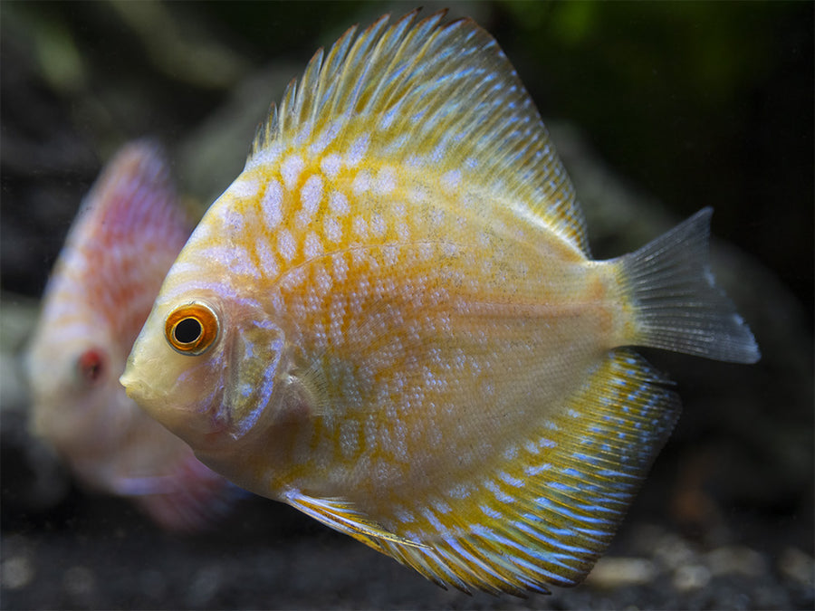 Assorted Discus (Symphysodon aequifasciatus), Tank-Bred - Aquatic Arts