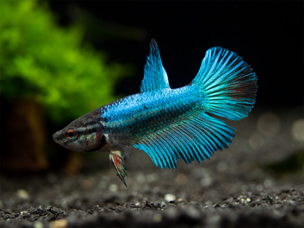 Assorted DELUXE Halfmoon Betta (Betta splendens) - Tank-Bred!
