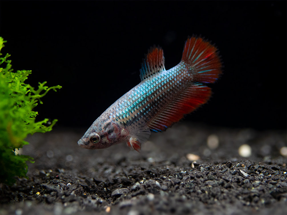 Assorted DELUXE Halfmoon Betta (Betta splendens) - Tank-Bred!