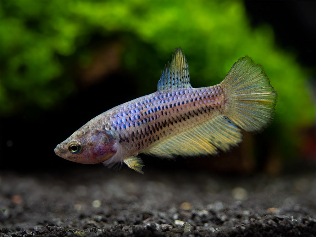 Assorted DELUXE Halfmoon Betta (Betta splendens) - Tank-Bred!